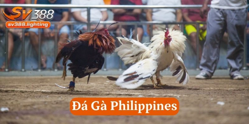 Cách huấn luyện Đá Gà Philippines