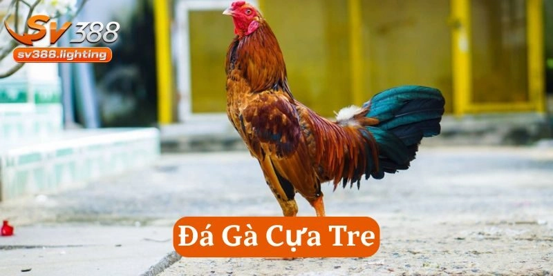 Chiến kê Đá Gà Cựa Tre cực kỳ kịch tính