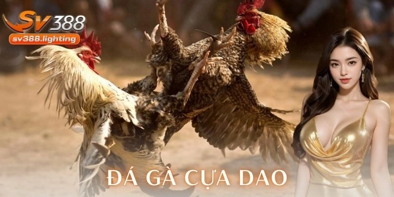 đá gà cựa dao SV388