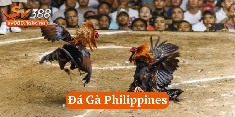 Đá Gà Philippines là gì? 