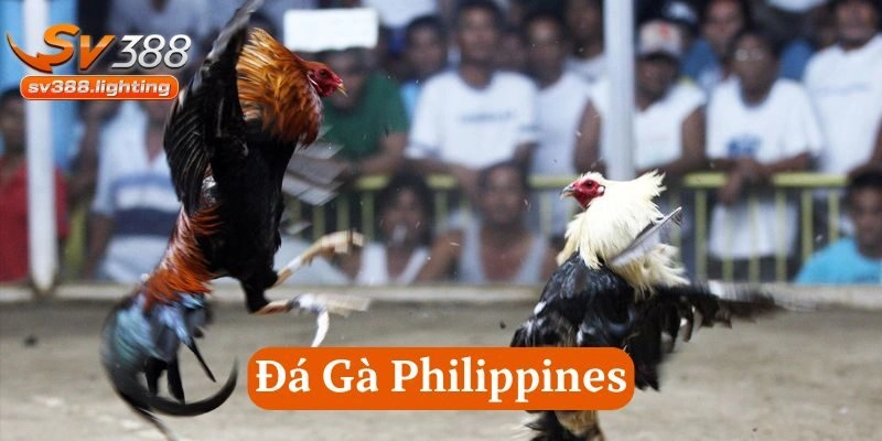Đá Gà Philippines SV388