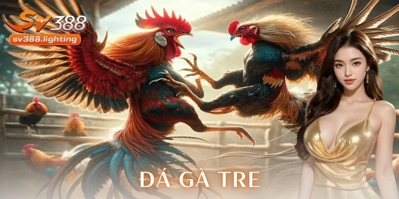 Đá gà tre và bản sắc truyền thống