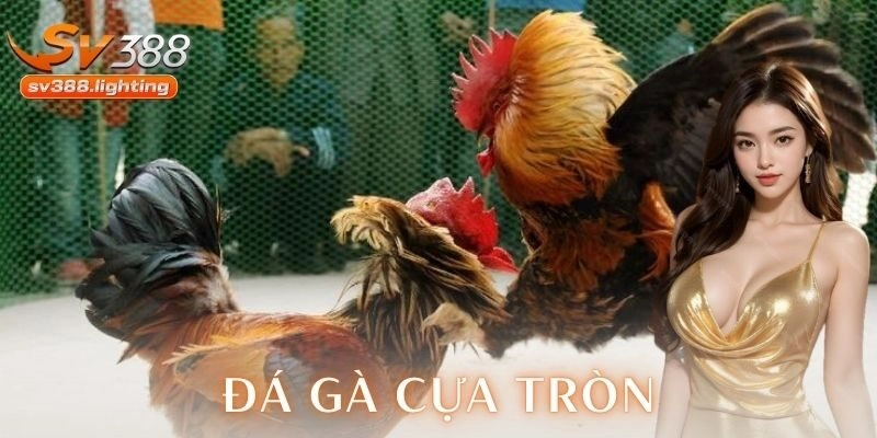 Hướng dẫn cách chơi đá gà cựa tròn trên nền tảng số