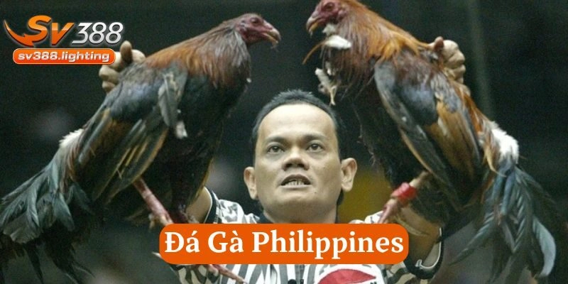 Quy trình tổ chức Đá Gà Philippines ra sao