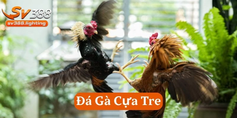 Sàn đấu Đá Gà Cựa Tre trực tuyến hấp dẫn