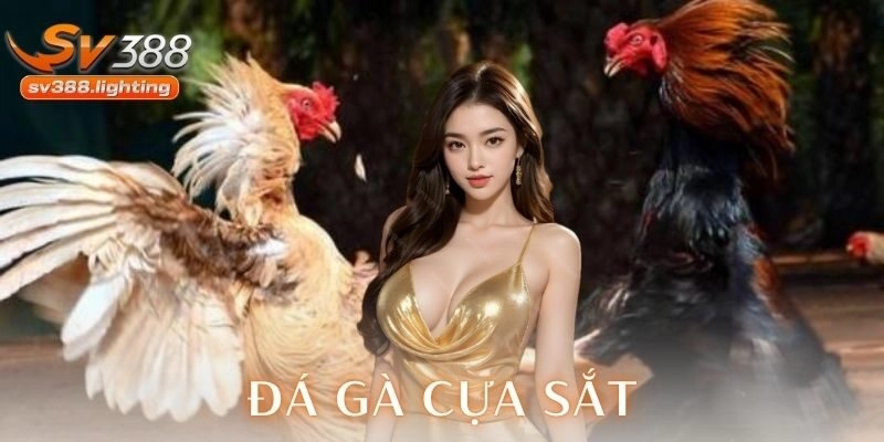 Sức hút khó cưỡng của đá gà cựa sắt